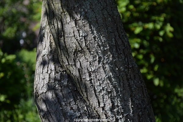 Zwei zusammengewachsene Bäume.