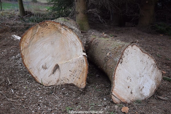 Brennholz oder Nutzholz – nach der Trocknung weiß man mehr.