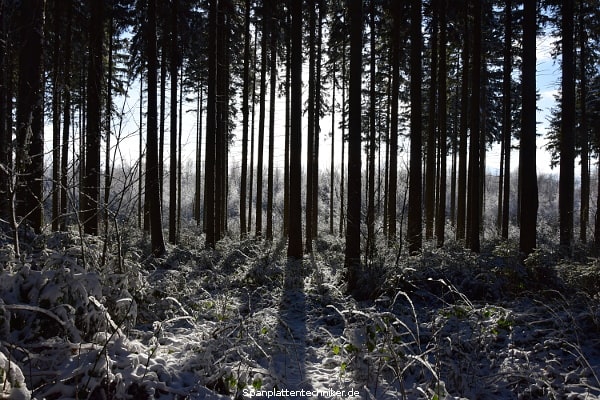 Ein Wald im Winter.