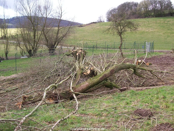 Bäume werden gefällt.